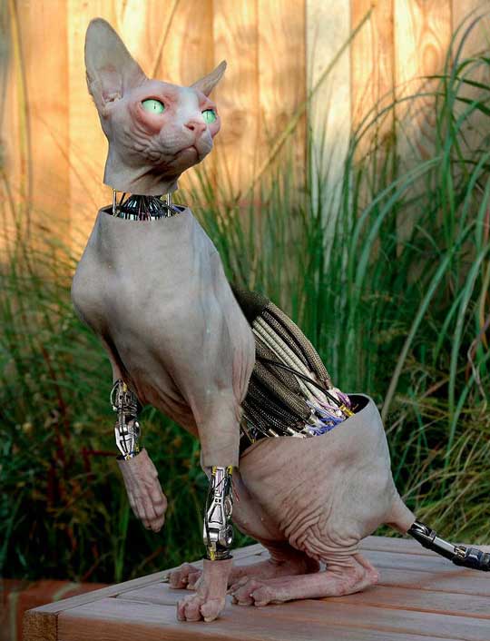 cyber cat