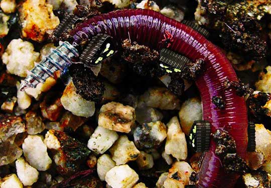 driller worm