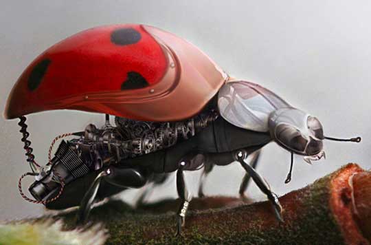 ladybug