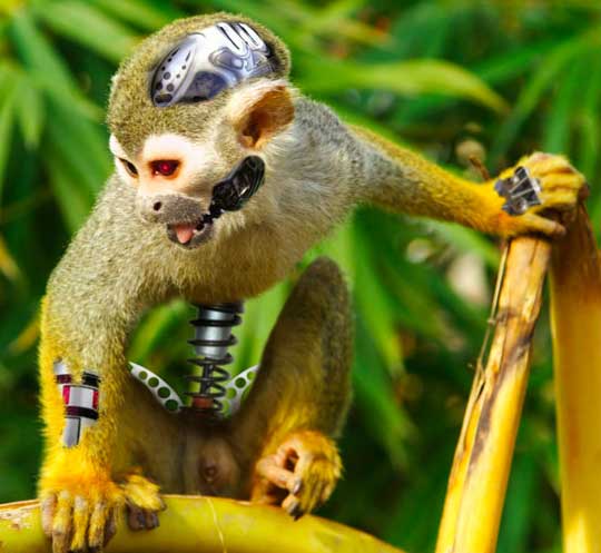 monkey bot