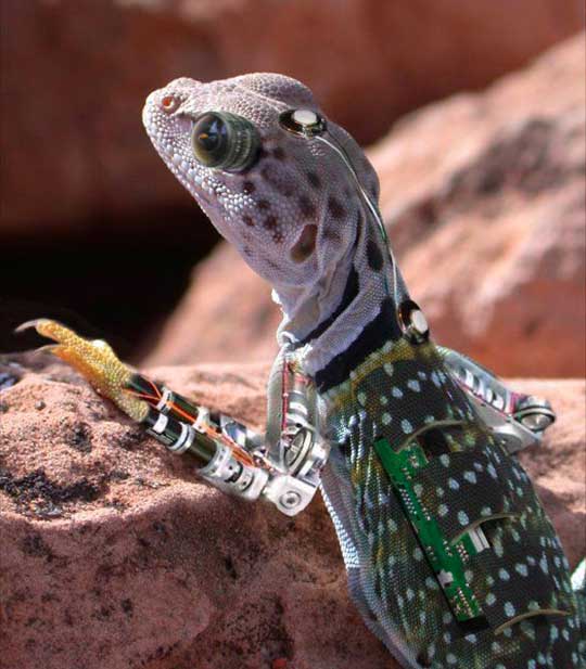robolizard