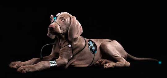 wireless doggie