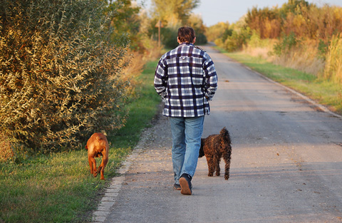 walking dog